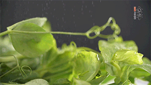 豌豆尖洗凈，切斷備用。