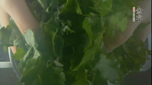 【面皮】1.鍋中水開時，放挑揀好的艾草和一撮小蘇打，第一遍煮開后倒掉，重新加水大火煮開后，小火煮1小時。煮爛的艾草用紗布瀝干。